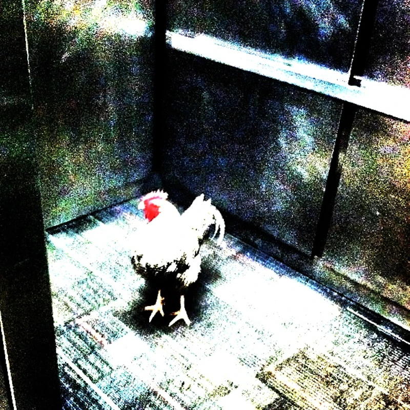 There was a rooster in the elevator at college today v0 phk5eo3rzdded9m4t9feczdtodezscditmegaar q1a.jpg copy.jpg?ixlib=rails 2.1