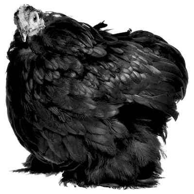 Black cochin chicken 19 1024x1024.jpg?ixlib=rails 2.1