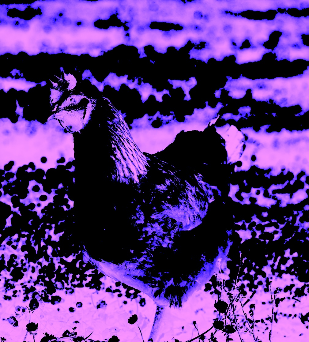 Sussex hen chicken 1394667318.jpg?ixlib=rails 2.1