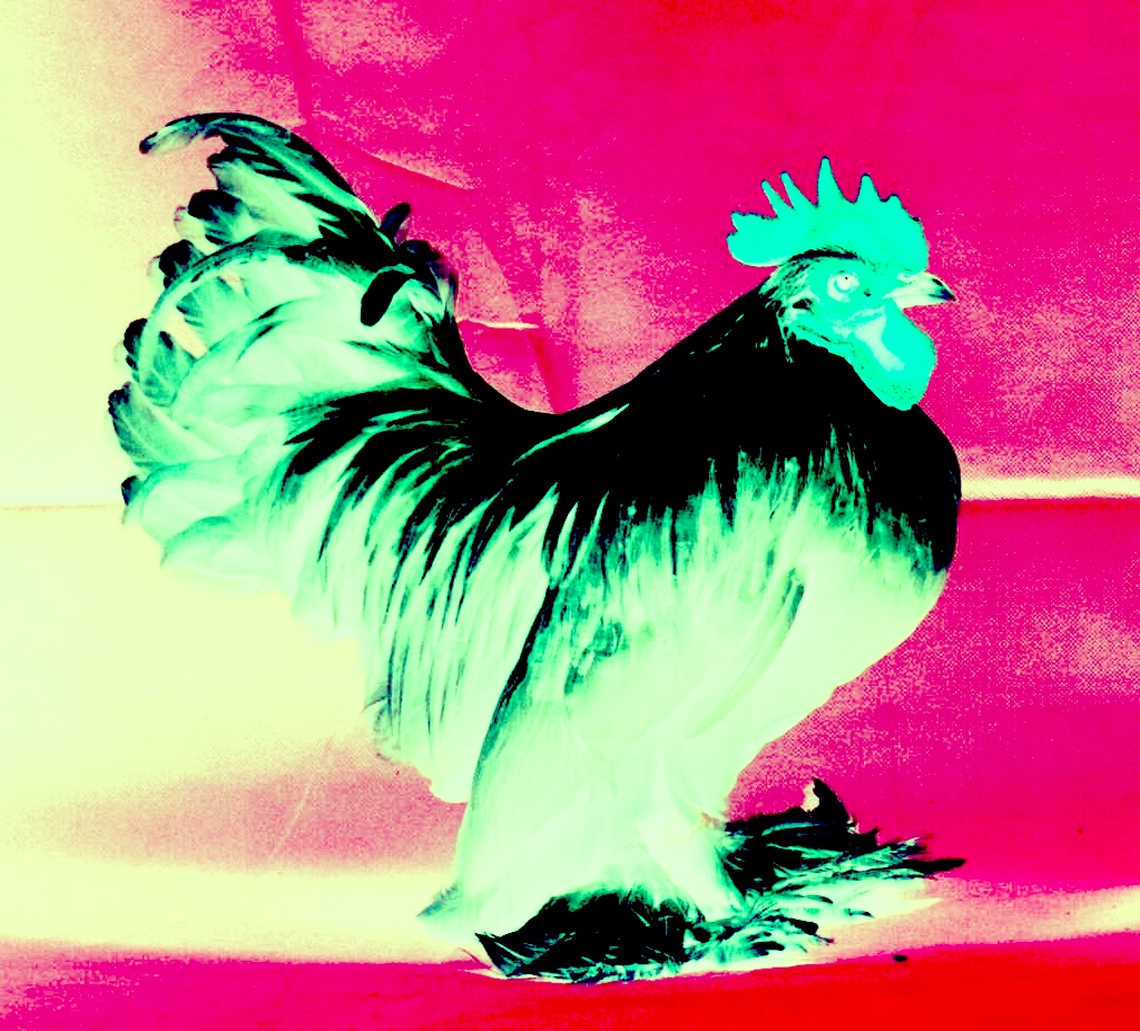 Booted cockerel 1024x926.jpg?ixlib=rails 2.1