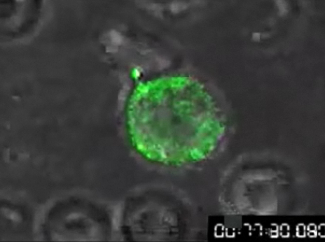 Retrovirus.jpg?ixlib=rails 2.1