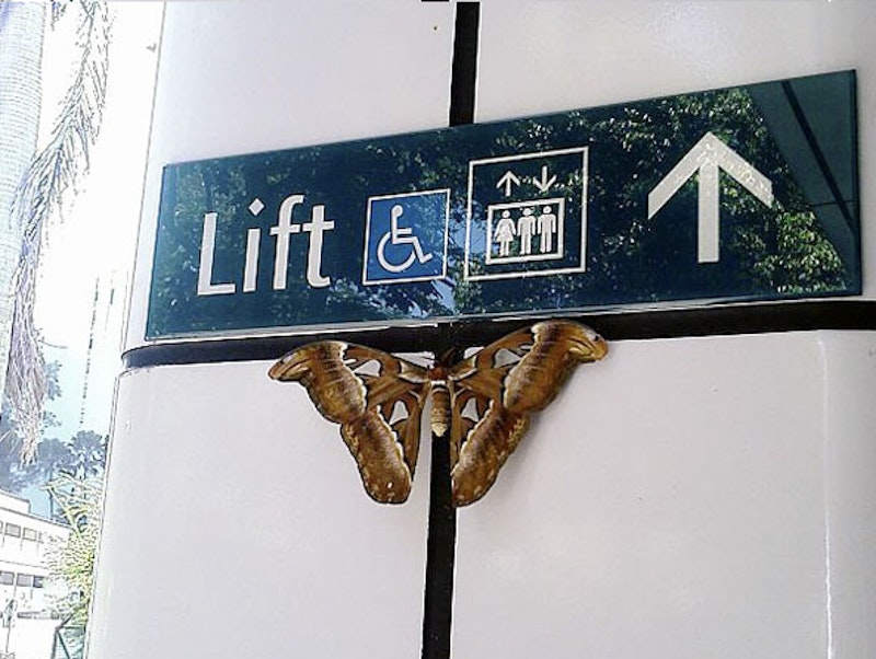 Massivebugs.jpg?ixlib=rails 2.1