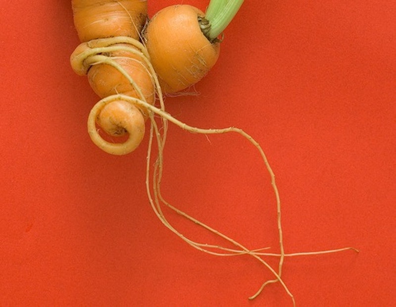 Carrot.jpg?ixlib=rails 2.1