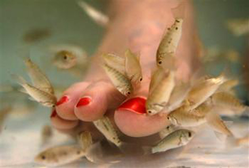 Carp fish pedicure.jpg?ixlib=rails 2.1