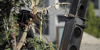 Tree.jpg?ixlib=rails 2.1