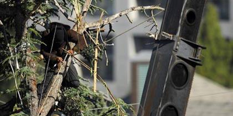 Tree.jpg?ixlib=rails 2.1