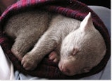 Wombat in a hat.jpg?ixlib=rails 2.1